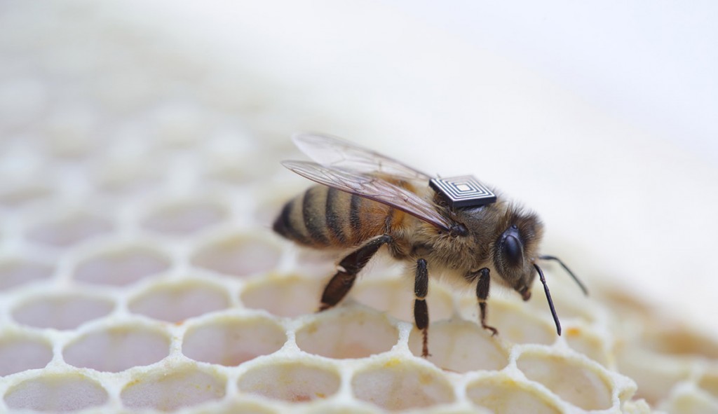 شناسایی عوامل مرگ کلونی زنبور عسل با استفاده از تراشه های اینتل. محققان در اوایل سال جاری با اینتل به منظور مجهز کردن زنبورهای عسل با یک "کوله پشتی" که یک سوم وزن آنها را دارد، همکاری به عمل آوردند. 