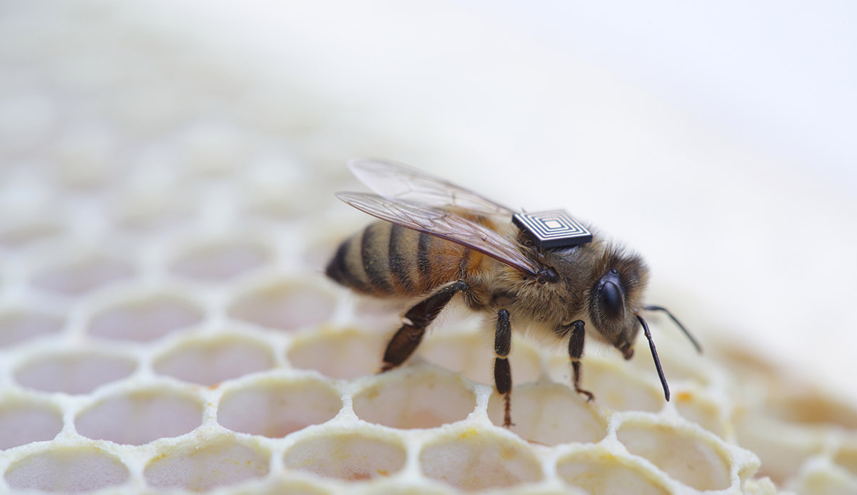 شناسایی عوامل مرگ کلونی زنبور عسل با استفاده از تراشه های اینتل