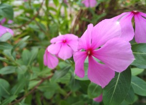 دوربین عقب این گوشی ۱۳ مگاپیکسل (محصولی از OmniVision) و از نظر کیفیت تصویر بسیار عالی است.