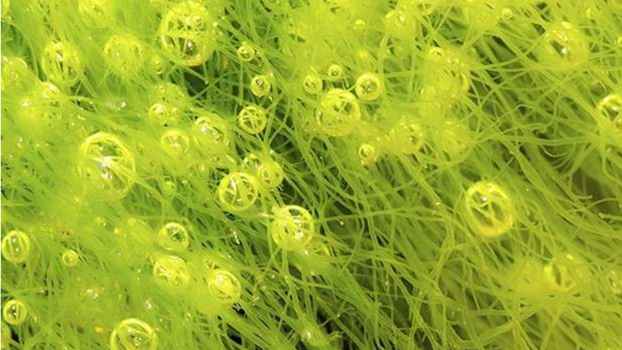 سلول های انرژی جدید از جلبک های دریایی