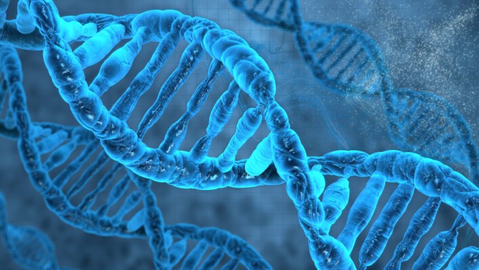 یک تیم از محققان دانشگاه تورنتو که روی ژنوم انسان کار می کرده اند، در تلاش برای زنده نگه داشتن سلول ها ضروری ما برخی ژن ها را خاموش کردند.