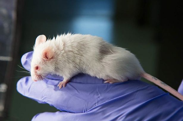 آنها موش ها را در سه گروه مجزا با داروی J147 مورد آزمایش قرار دادند و فهمیدند موش های پیرتری که این دارو را دریافت کرده اند حافظه و تست های ادراکی انها بهتر شده و حتی نمایش حرکات آنها نیز قوی تر شده است و همچنین در موش تحت درمان با J147 علائم کمتری از آلزایمر مشاهده شد. شایان ذکر است حالت های ژن و سوخت و ساز (متابولیسم) موش های پیری که تحت درمان با J147 بودند بسیار شبیه به موش های جوان بود.
