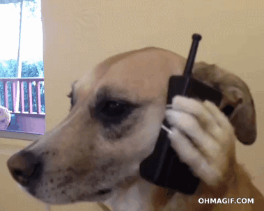 بر اساس نظر جکسون، سگ های ارائه دهنده خدمات در حال حاضر وظایف و کار های پیچیده ای را انجام می دهند- از تشخیص مواد منفجره بوسیله بو تا راهنمایی افراد ناشنوا به سمت منبع صدا – اما قادر نیستند تمام دانسته های خود را به دیگران بگویند.