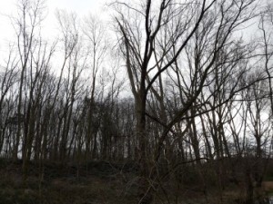 برخی از نمونه تصاویری را که در حالت اتو مود با این گوشی