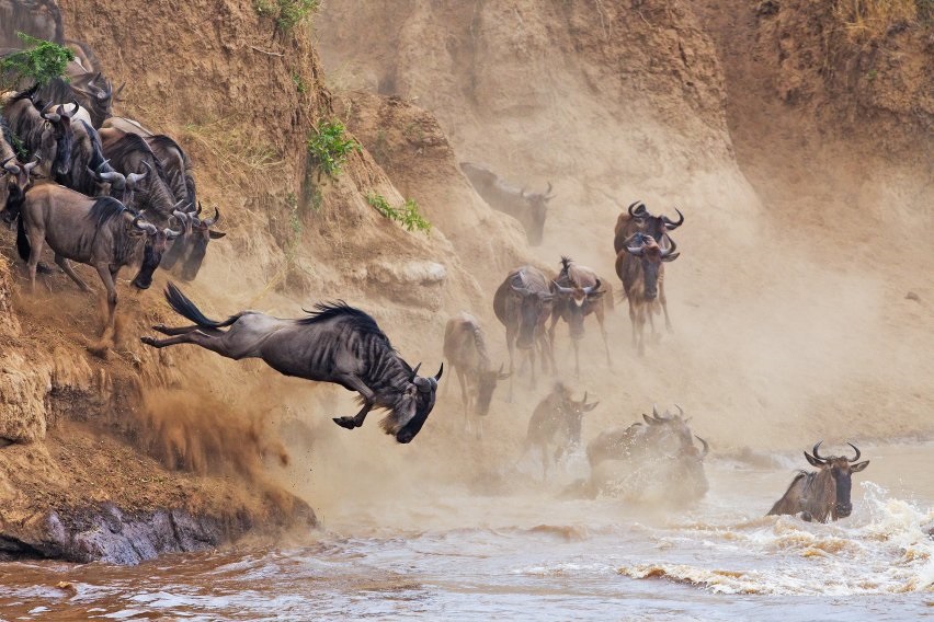 گوزن های یالدار کنیا در حال پرش در یک رودخانه؛ فینالیست دسته ی "توریسم پایدار"