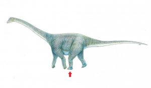 کشف بقایای بزرگترین دایناسور تاریخ