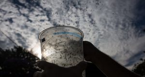 دانشمندان امیدوارند با از بین بردن پشه ها، ویروس زیکا را ریشه کن کنند
