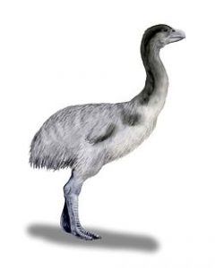 جنیورنیس نیوتون، پرنده غول پیکری بوده که بیش از دو متر قامت داشته، و احتمالا بین 30 تا 35 هزار سال قبل منقرض شده است. همزمان با ورود انسان به استرالیا بسیاری از گونه های جانوری منقرض شده اند.