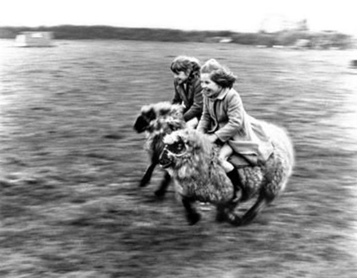 کودکانی در حال گوسفند سواری