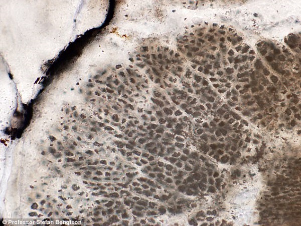 این بقایای فسیل گیاهی که به‌خوبی حفظ‌شده‌اند، 1.6 میلیارد سال قدمت دارند و به دانشمندان امکان مطالعه، ساختار پیچیده‌ای از جلبک‌های ابتدایی را داده‌اند. 