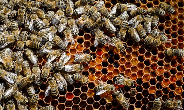  کرم های پیله ساز بید که از موم عسل تغذیه می کنند، قادر به هضم و تبدیل پلی اتیلن به اتیلن گلیکول هستند