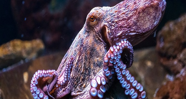 تکامل عجیب اختاپوس و ماهی مرکب، این جانداران ژنوم خود را اصلاح کرده اند!