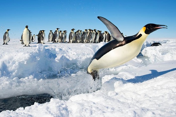 این پنگوئن از زندگی در قاره بدون خرس قطبی لذت می برد!