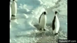 وقتی یک پنگوئن ها به هم پس گردنی می زنند!