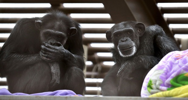 کشف علائم بیماری آلزایمر در شامپانزه‌ها
