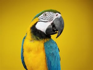 تصاویر موجود با دوربین اصلی میزو ام 6 به ثبت رسیده اند