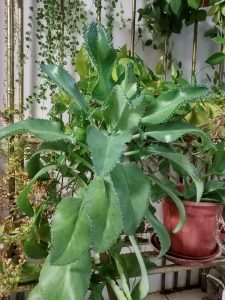 گالری/ نمونه عکس هایی که با دوربین شیائومی می میکس 2 گرفته شده اند