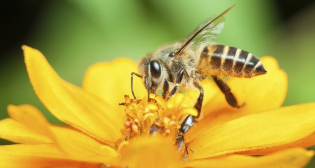 کاهش جمعیت زنبور عسل