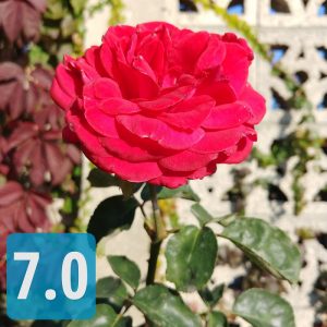 مقایسه دوربین بهترین گوشی های 2017 : ال جی وی 30، آیفون 8 پلاس، گلکسی نوت 8 و اچ تی سی یو 11