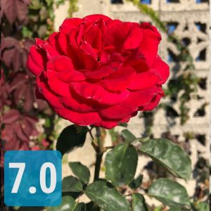 مقایسه دوربین بهترین گوشی های 2017 : ال جی وی 30، آیفون 8 پلاس، گلکسی نوت 8 و اچ تی سی یو 11