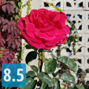 مقایسه دوربین بهترین گوشی های 2017 : ال جی وی 30، آیفون 8 پلاس، گلکسی نوت 8 و اچ تی سی یو 11