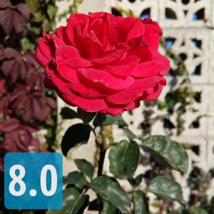 مقایسه دوربین بهترین گوشی های 2017 : ال جی وی 30، آیفون 8 پلاس، گلکسی نوت 8 و اچ تی سی یو 11