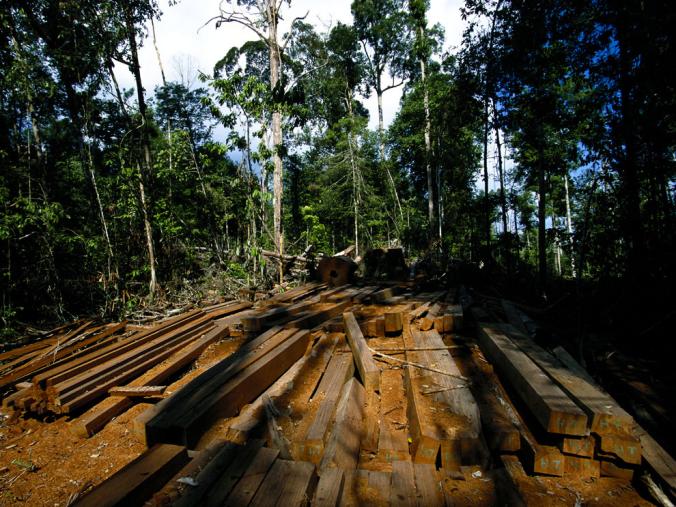جنگل زدایی در اندونزی