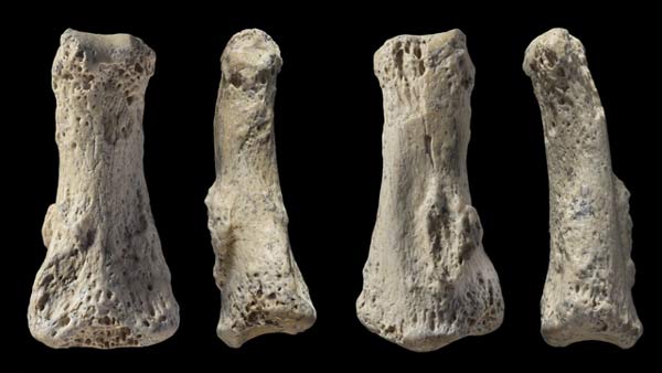 بند انگشت میانی فسیلی هومو ساپین که از زاویه‌های مختلف از آن عکس گرفته شده است، این فسیل در ال وستا، عربستان سعودی کشف شده است و حدود ۹۰ هزار سال قدمت گذاری شده است