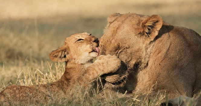 مادران وحشی ؛ از مادر بودن در دنیای حیوانات چه می‌توان آموخت؟