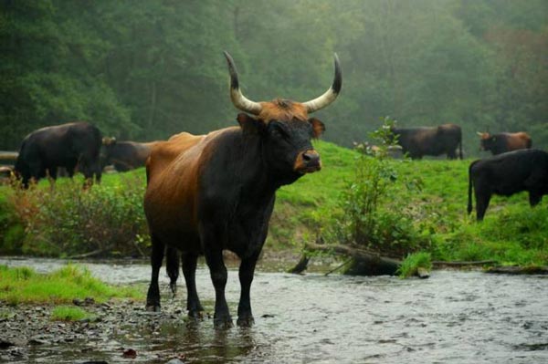 گاو وحشی هک. امروزه شماری خیلی کمی از این نژاد گاو وجود دارد و گفته می‌شود که تنها ۶ راس گاو وحشی هک در مزرعه‌ای در بلژیک باقی مانده است