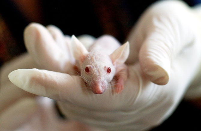 18. آیا تکنولوژی نیاز به آزمایش‌های حیوانی برای توسعه داروها را از میان می‌برد؟