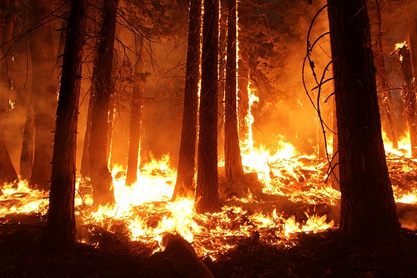 آتش سوزی جنگل