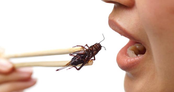 فواید خوردن حشرات ؛ جیرجیرک بخورید تا روده‌ سالمی داشته باشید