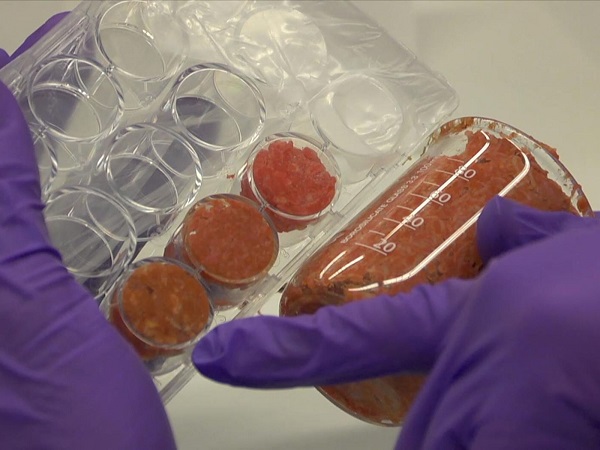 گوشت کشت شده در آزمایشگاه