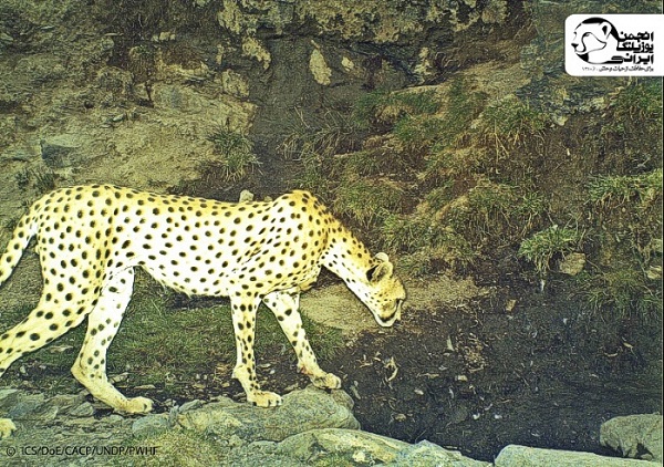 یوزپلنگ ایرانی
