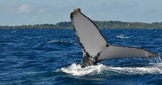 استتار پیام های نظامی با استفاده از صدای نهنگ در چین