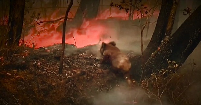 یک سوم کوآلا ها در آتش‌سوزی جنگل‌های استرالیا نابود شدند