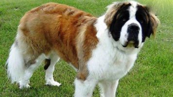 16- Saint Bernard