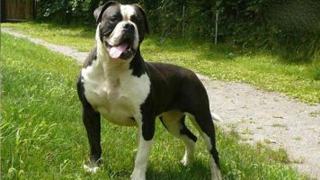 15-American Bulldog