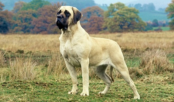 سگ نژاد ماستیف ایرانی (Persian Mastiff)