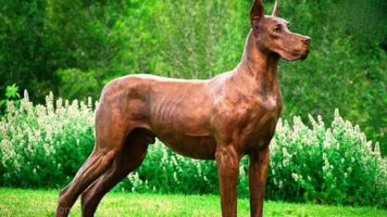 14-Great Dane