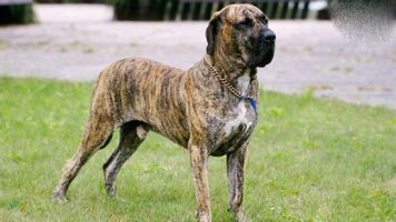 13- Fila Brasileiro