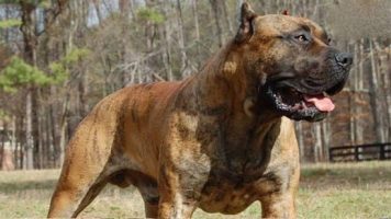 12-Perro de Presa Canario