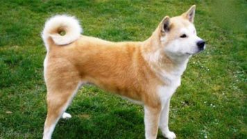 11-Akita Inu