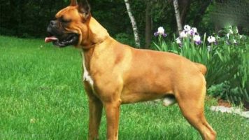 10-Boxer