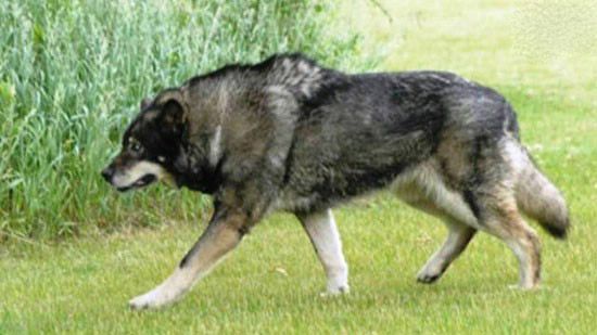 9-Wolf Hybrid