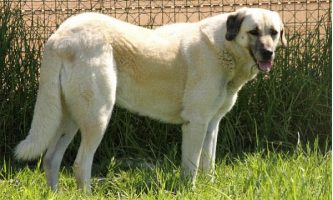 سگ نژاد شپرد آنتالیایی (Anatolian Shepherd)