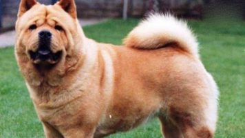 8-Chow Chow