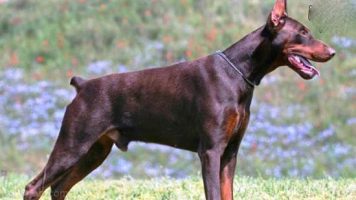 7-Doberman Pinschers