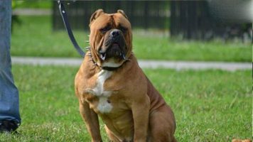 24- American Bandogge